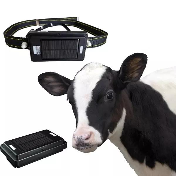 Animal Gps Tracker 4G Solar - GPS-трекер с солнечной панелью 4G для