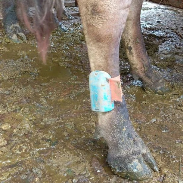 Cattle Ear Tag Applicator - Ушной брелок-сенсор для коров с функцией