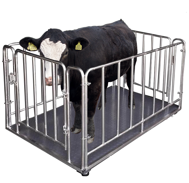 Cattle Weighing Scale Digital - Цифровые электронные весы для взвешивания скота,