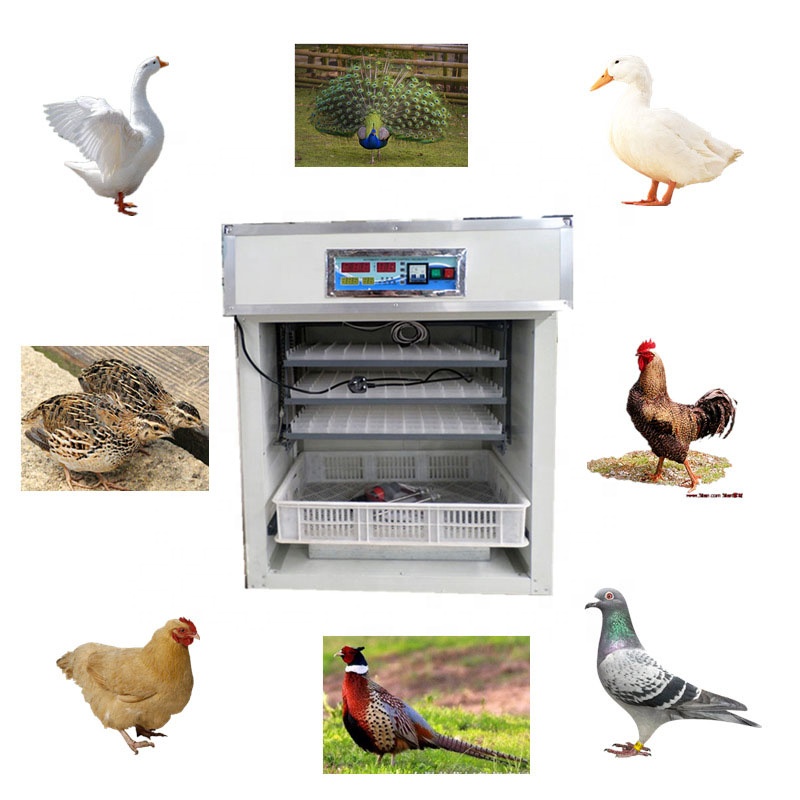 Автоматический инкубатор для я – обзор и цена Poultry Incubator 96 Eggs