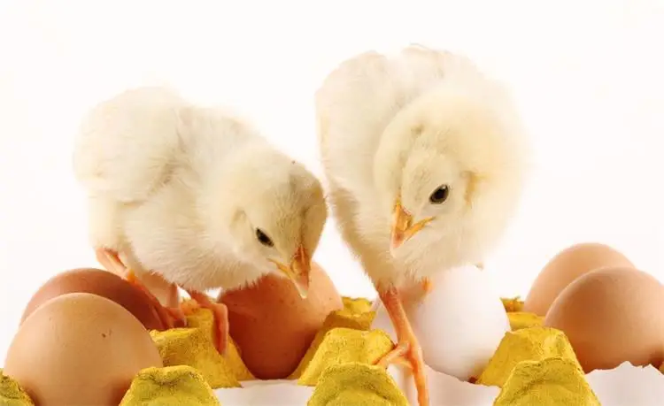 Горячая распродажа: инкубатор  – обзор и цена Poultry Incubator 96 Eggs